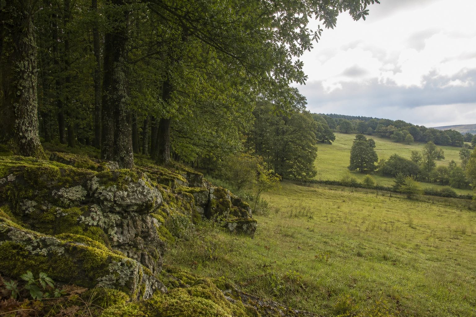 Buchenwald und Weide über vulkanischen Hügeln der Eifel